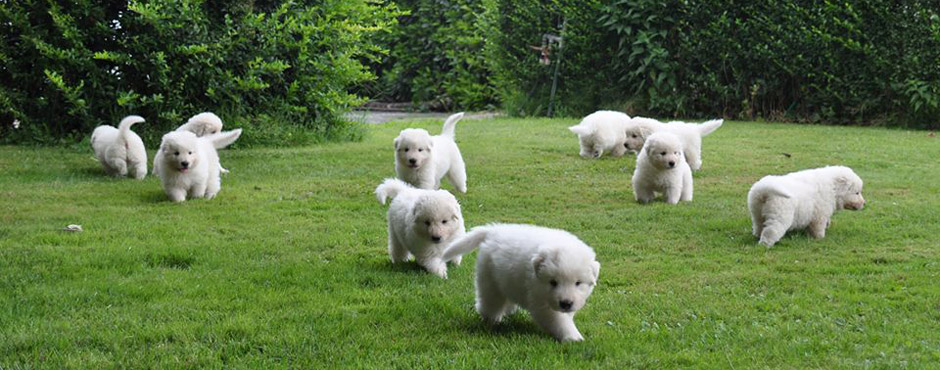 Pastore Maremmano Abruzzese cuccioli