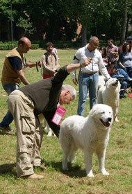 Pastore Maremmano Abruzzese - Scelta